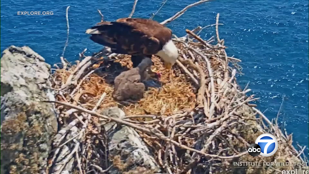 Baby eagle on Catalina Island rescued after being kicked out of nest 