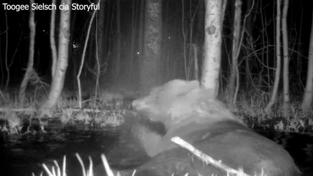 VIDEO: South Lake Tahoe black bear enjoys nighttime swim