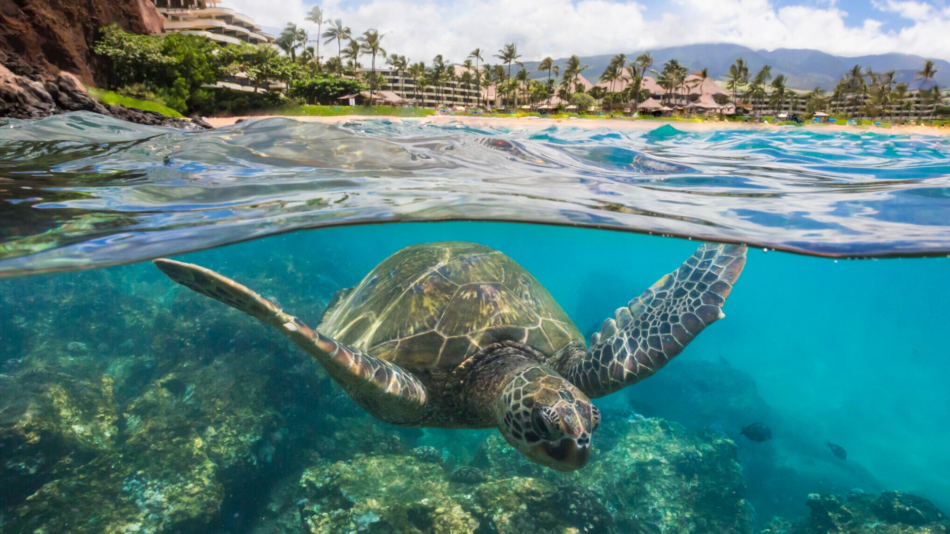 Visit the Sheraton Maui Resort and Spa for epic eats and views