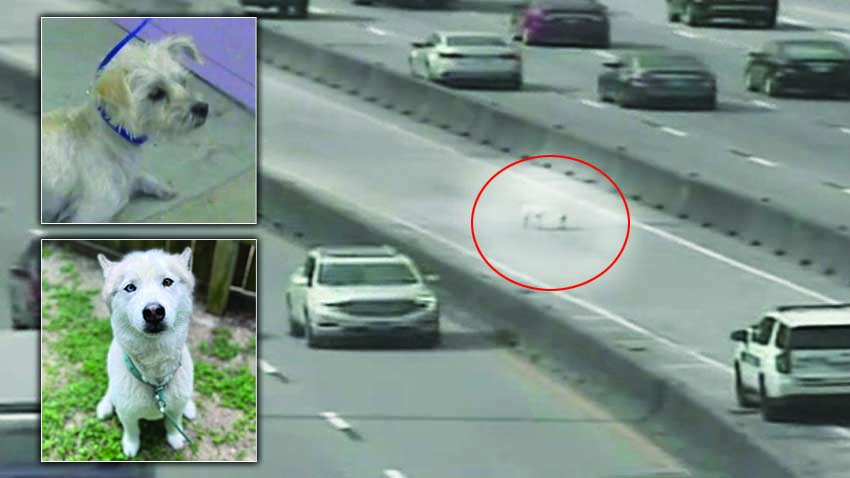 Are these your dogs? 2 dogs rescued on freeway to be up for adoption