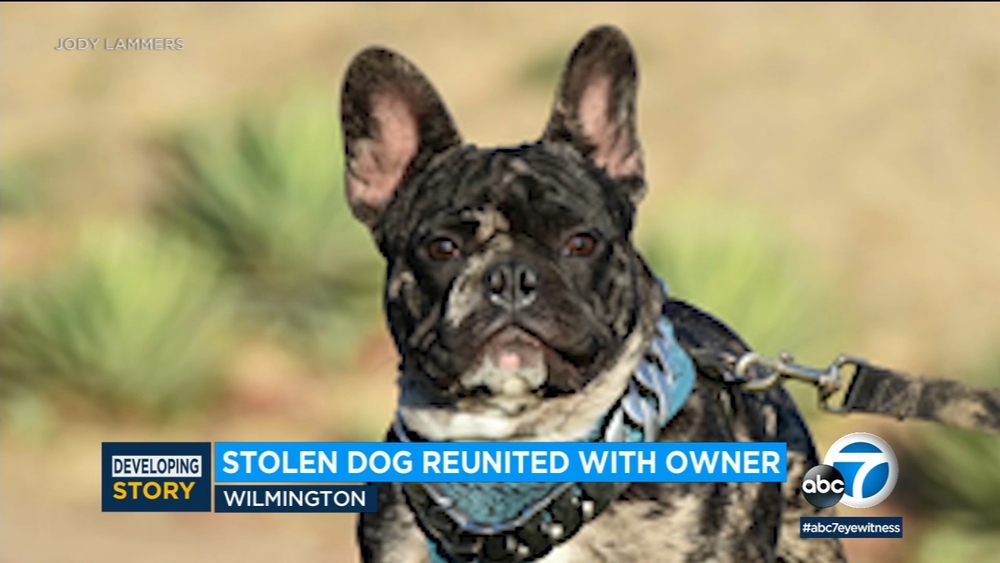 'King,' French bulldog seen stolen from LA home, reunited with owner