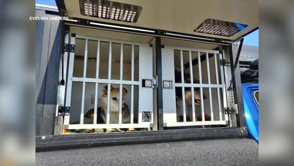 Bay Area woman and world champ sled dog racer evacuate Ukraine dogs