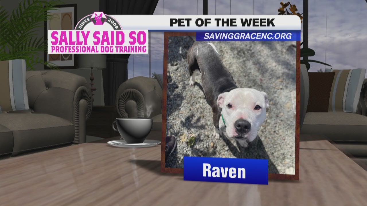 Pet of the Week: May 3, 2022, Raven