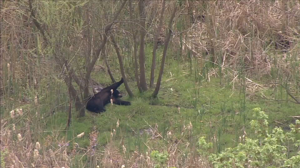 Raw video: Black bear spotted relaxing in Drexel Hill woods