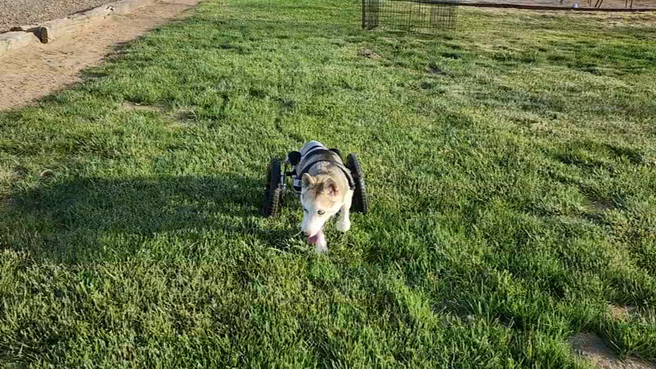 Inspiring Valley dog 'Marvel' still in need of forever home