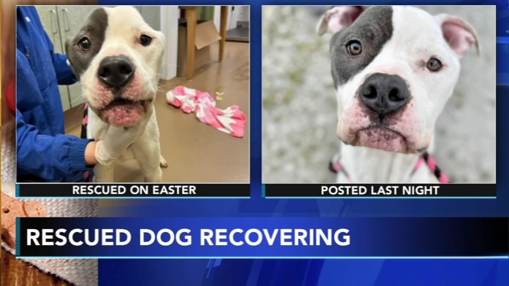 Hal the dog, found tied to tree looking like 'skeleton,' rescued
