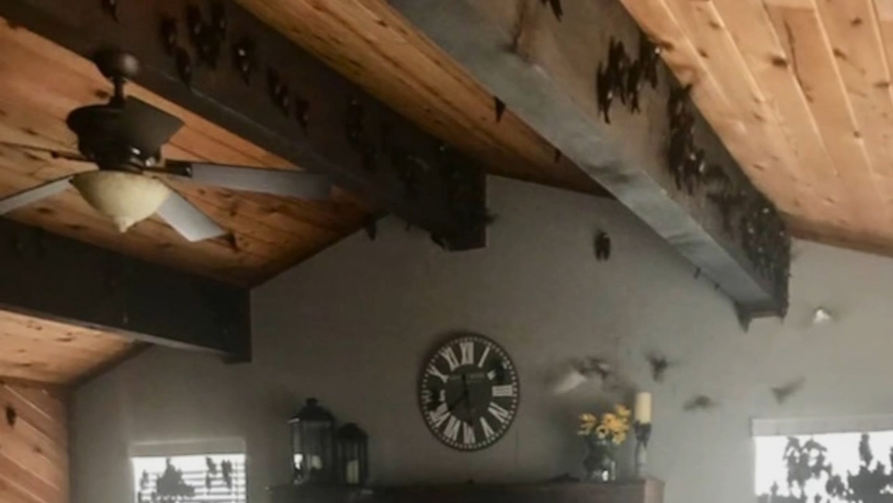 Couple returns from trip to find house filled with hundreds of birds