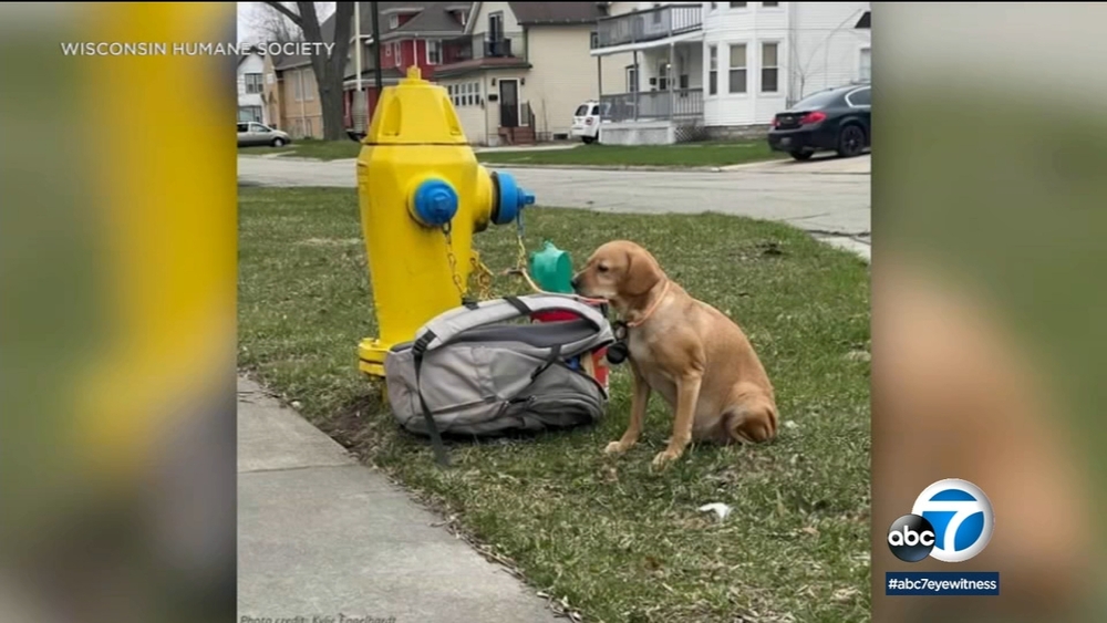 Dog left tied to fire hydrant along with note from owner