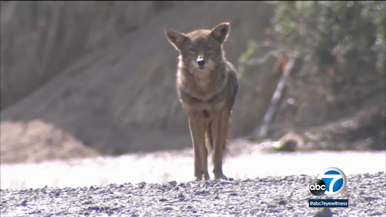 Huntington Beach hosting coyote forum following attack on little girl