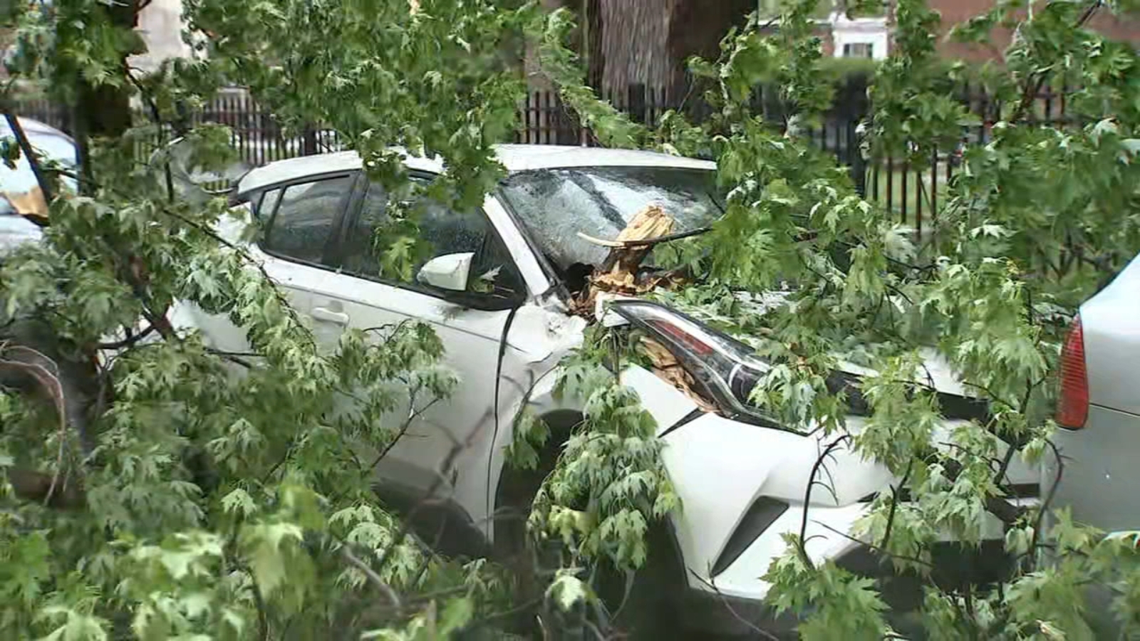 Strong winds knock trees down across Philadelphia; unusual May weather has neighbors on notice Strong winds knock trees down across Philadelphia; unusual May weather has neighbors on notice