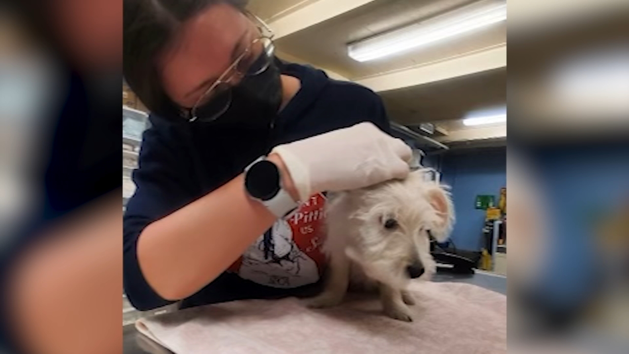 Puppy found safe after being stolen from Pennsylvania SPCA