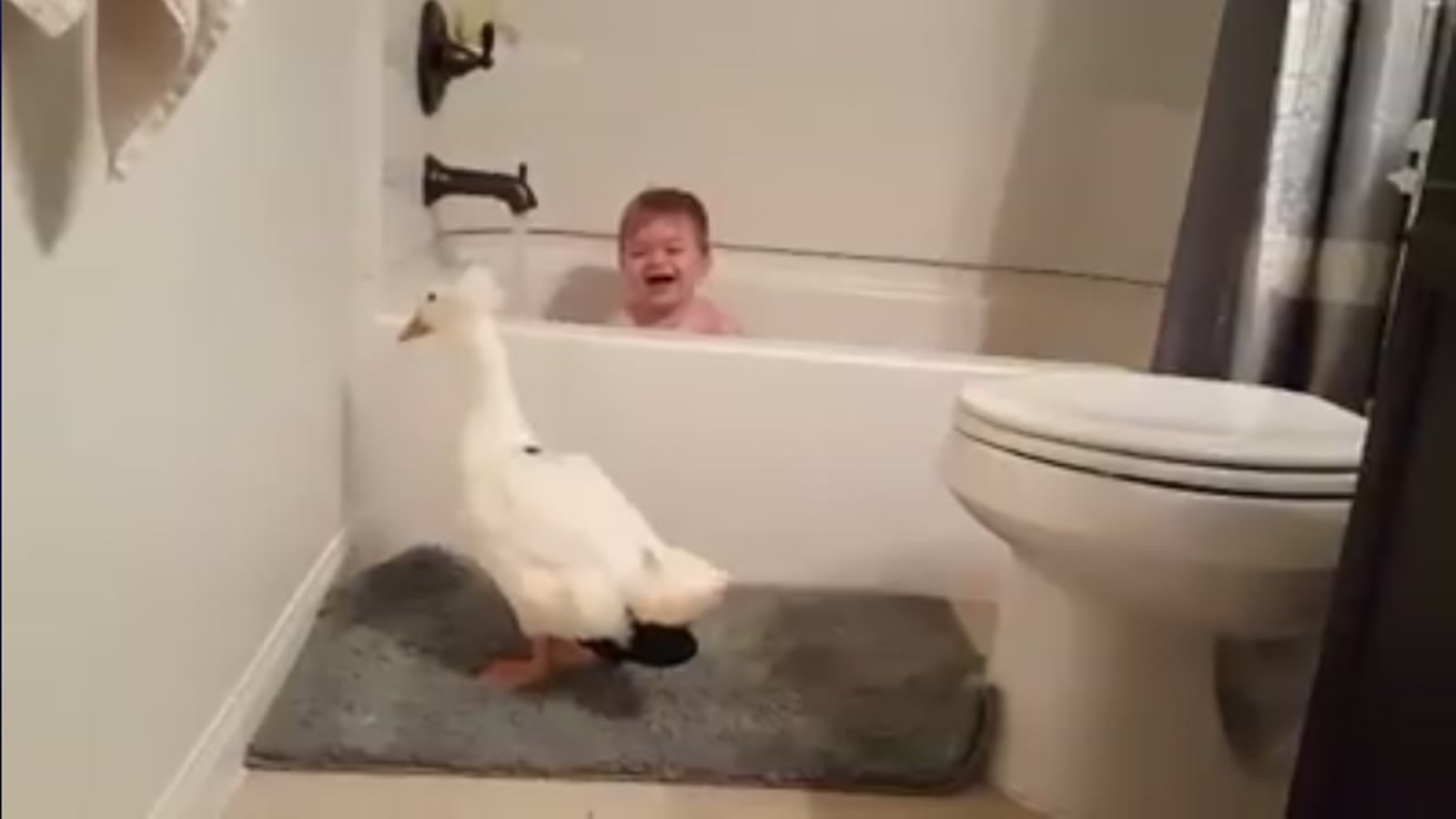 Little boy and his duck are best friends (and it's the cutest