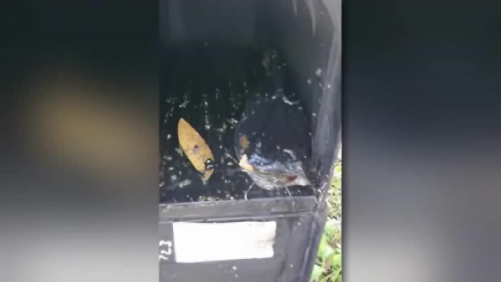 Mail carrier finds dead catfish in Florida woman's mailbox ABC13 Houston