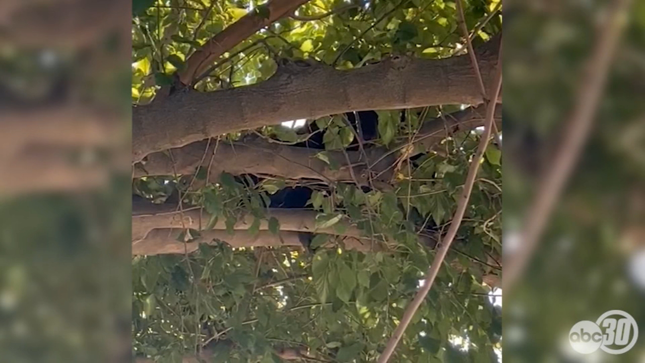 Black bear spotted resting in tree outside Firebaugh home: VIDEO