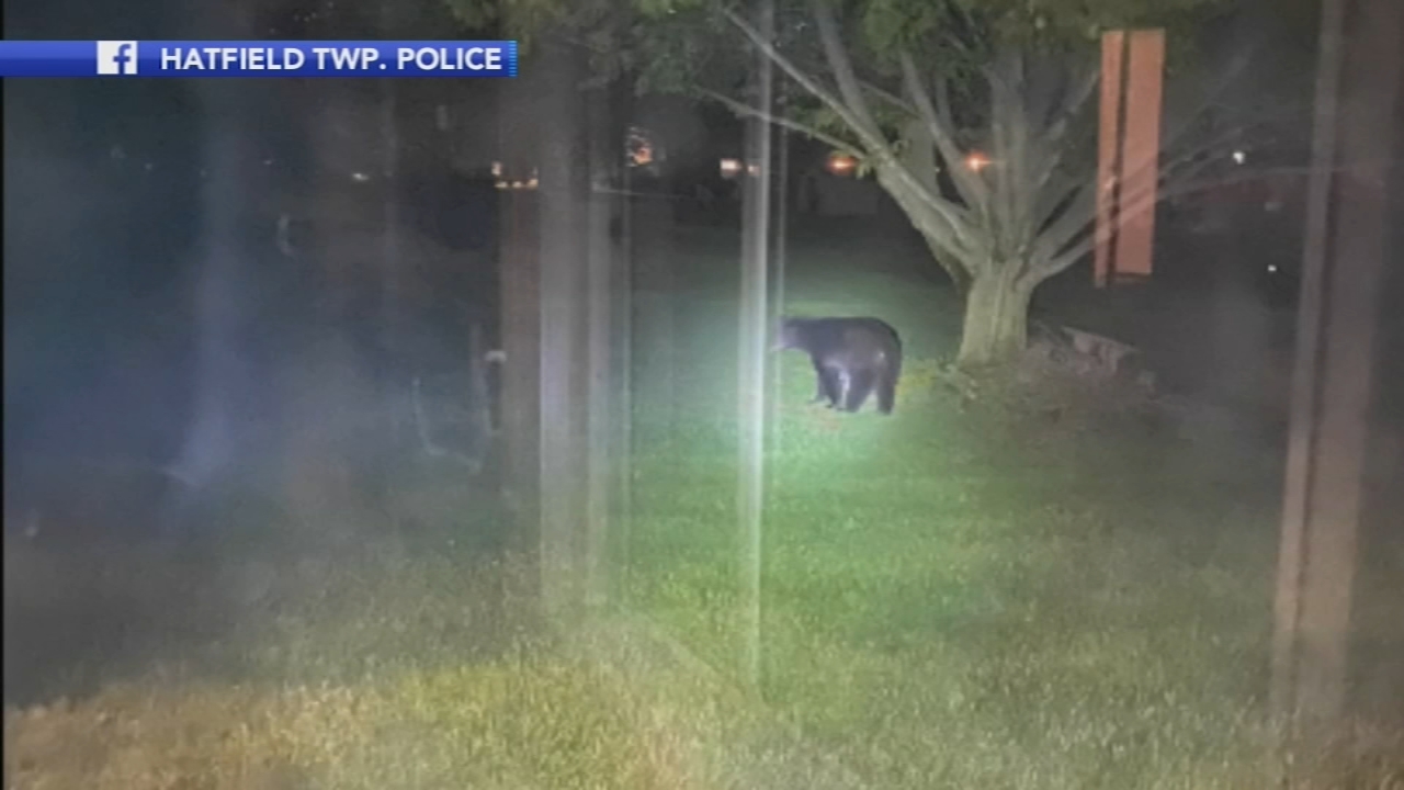 Bear spotted in Hatfield Township, Pa. neighborhood