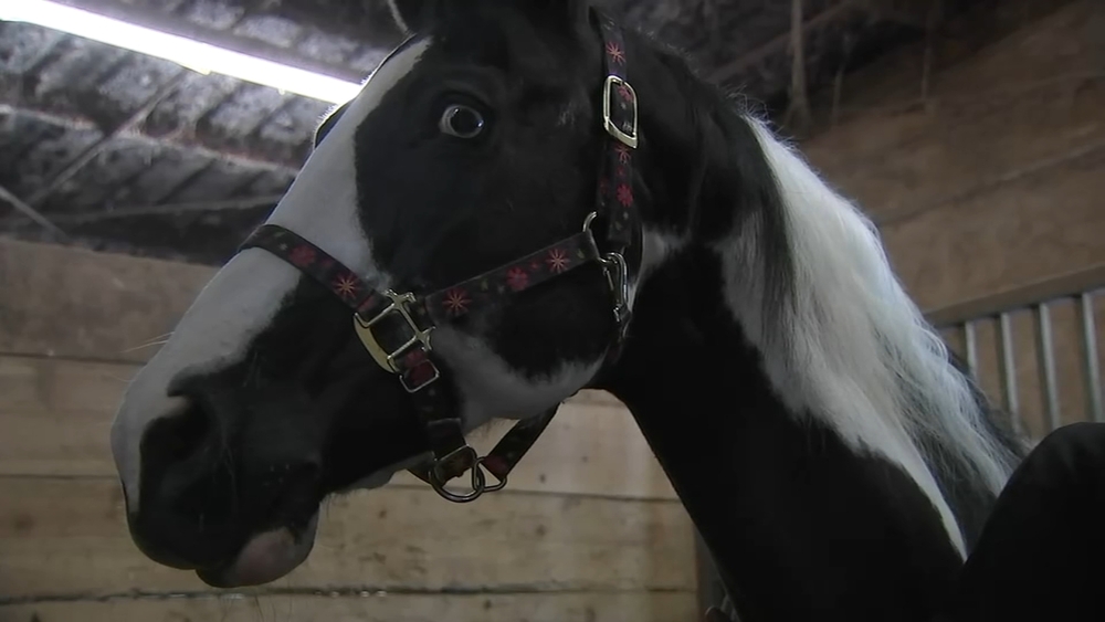 Horse 'close to death' after 8-mile Dan Ryan ride now recovering