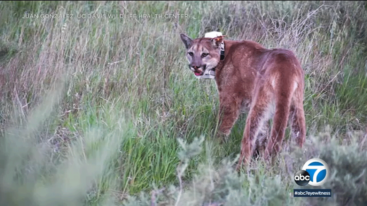 Mountain lion caught in Newport Beach released in Santa Ana Mountains