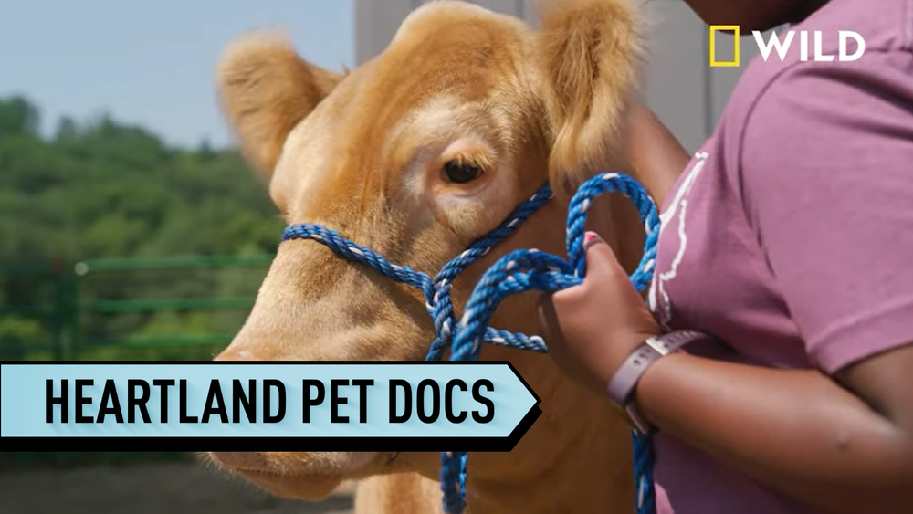Celebrity vets promote pet health