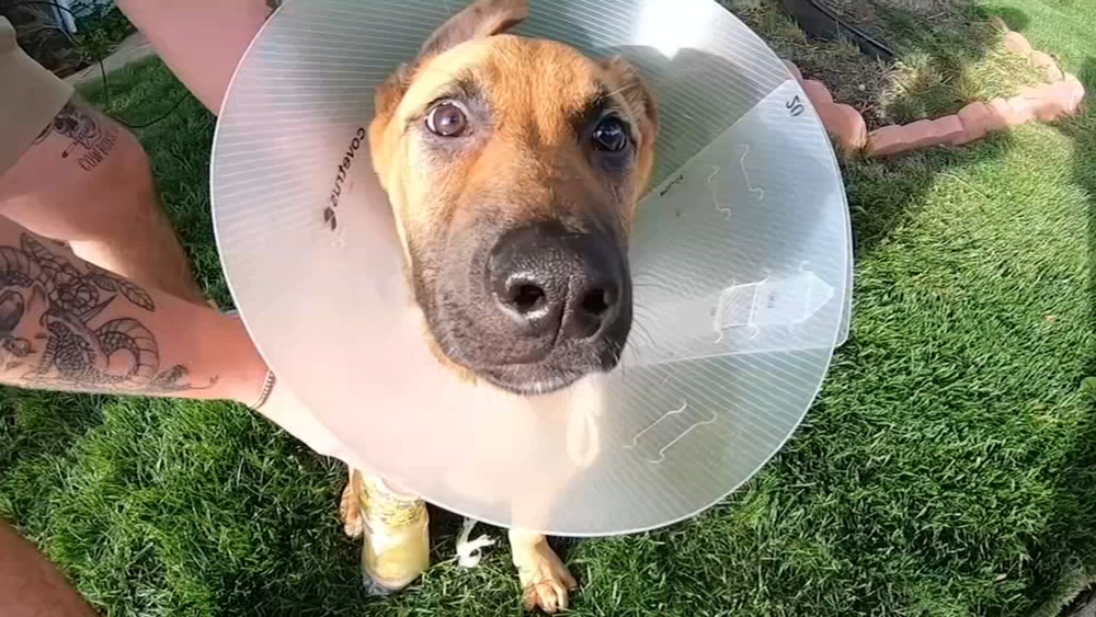 NJ man, puppy recovering after vicious attack by neighbor's dog