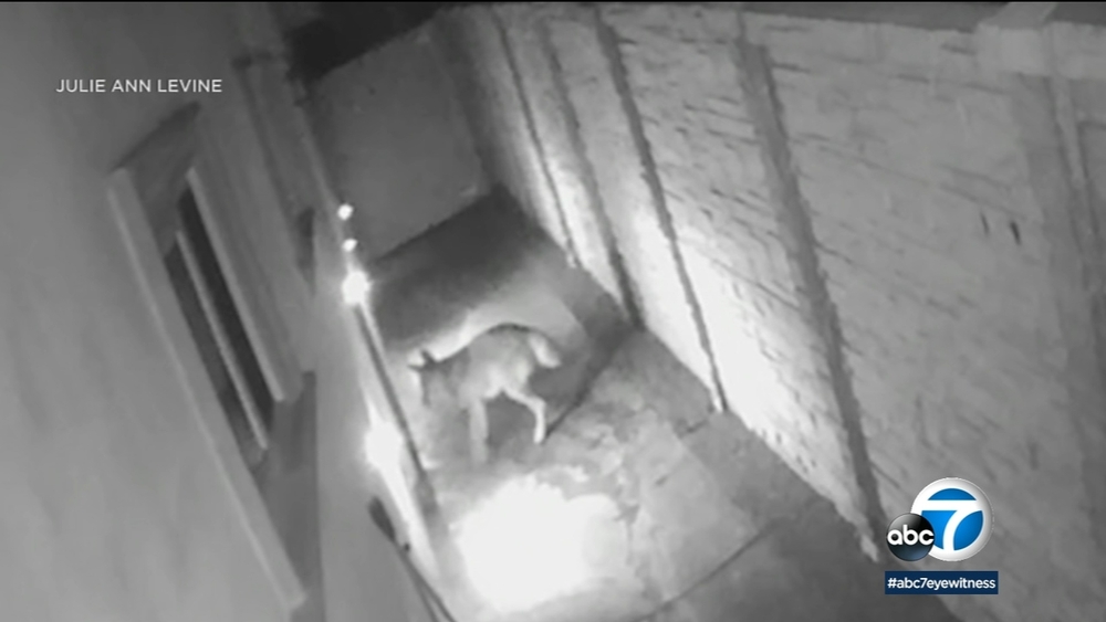 Coyote caught on video sneaking into Woodland Hills home
