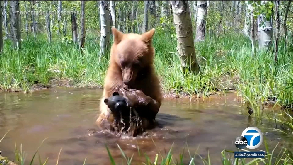Cute alert: Bear seen playing with bear toy in South Lake Tahoe