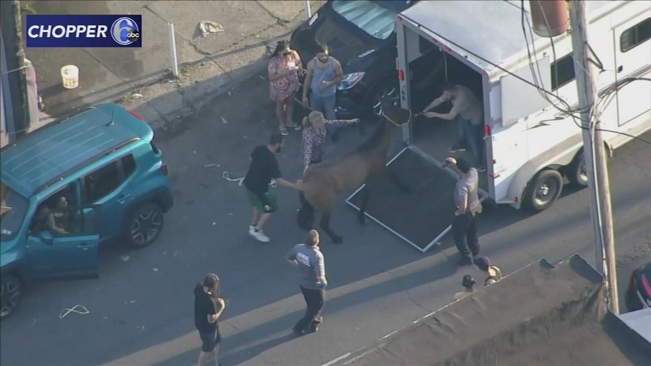 Horse found wandering in Philly's Hunting Park neighborhood