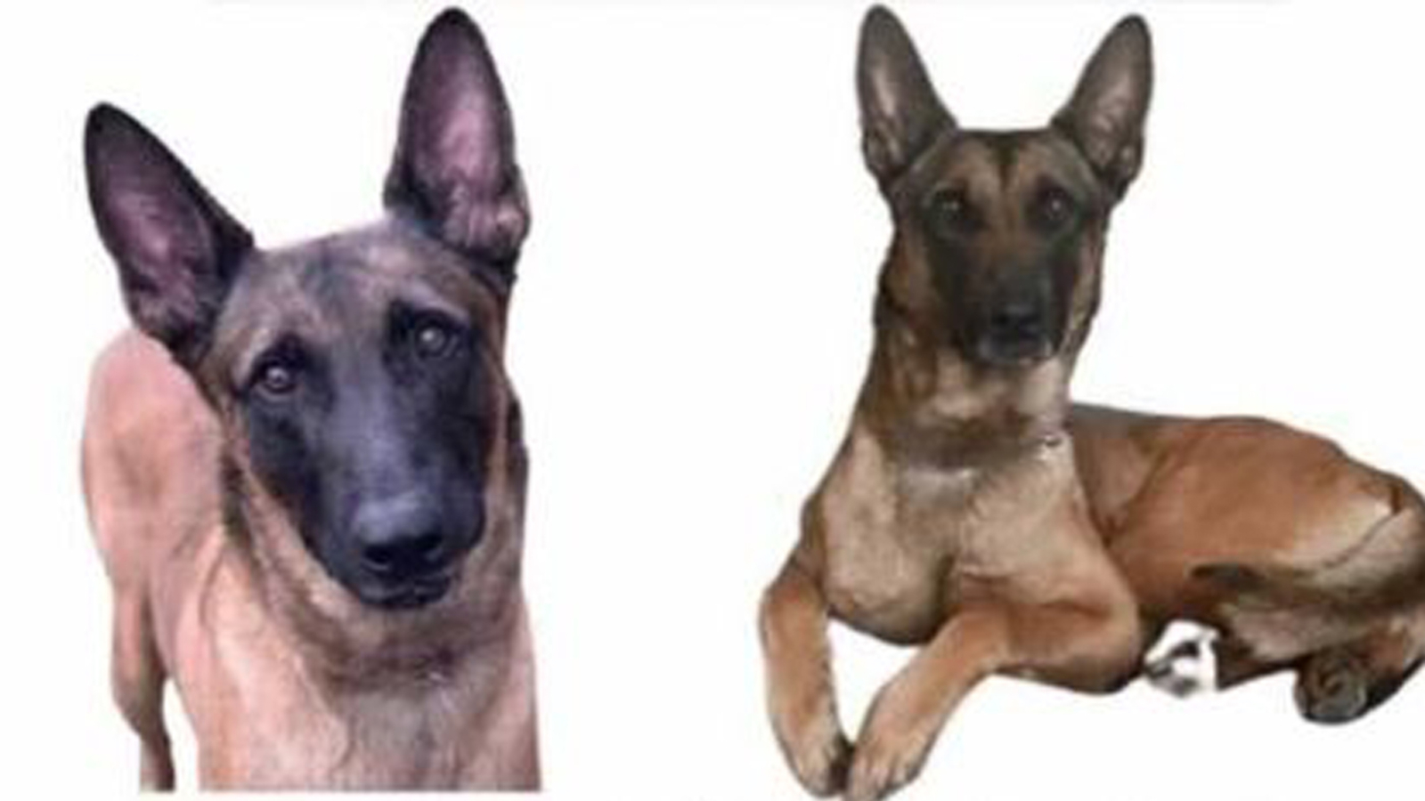 Police K9 Randy Missing K9: $500 reward offered for police dog Randy who was last seen ...