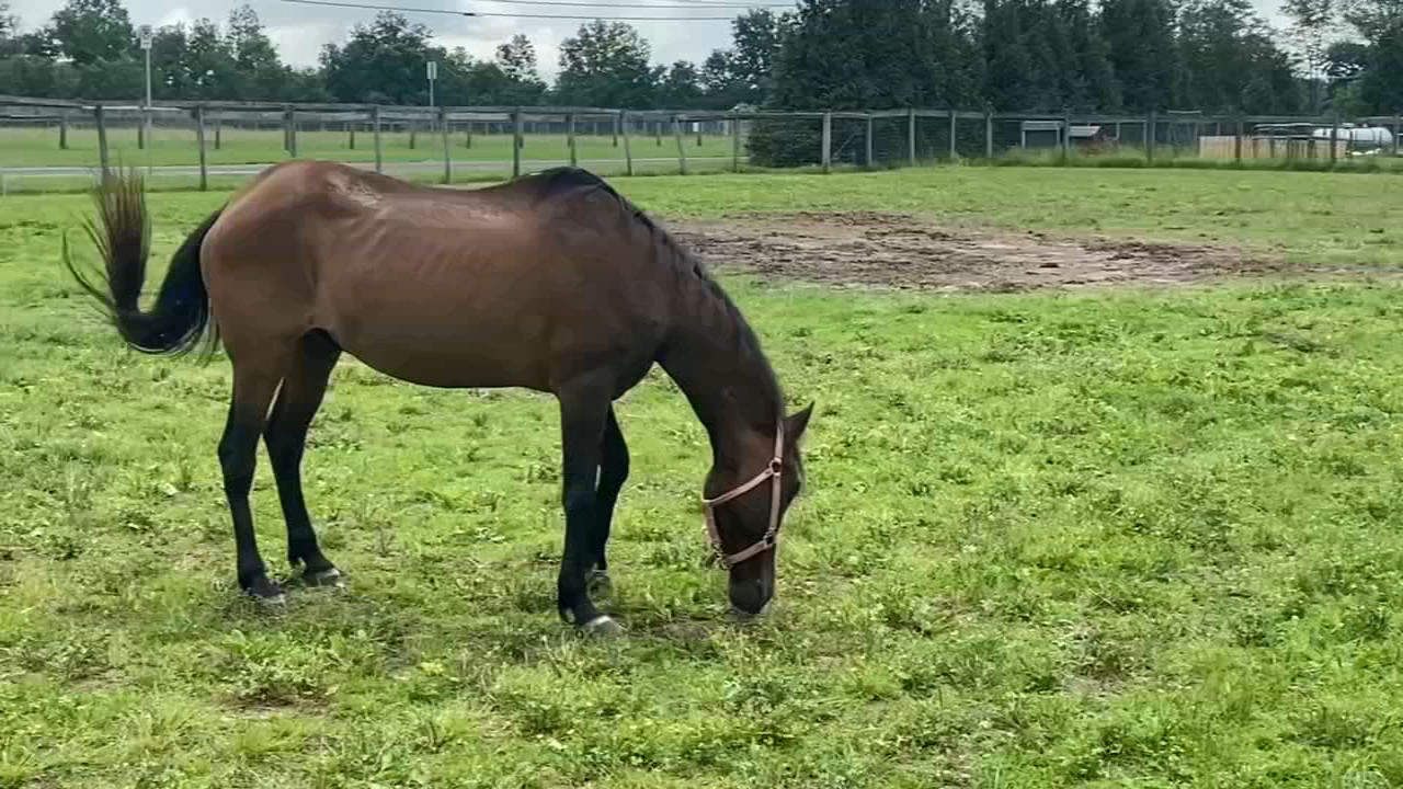 Wandering stray horse "Darien" finds new home at Bucks Co. sanctuary