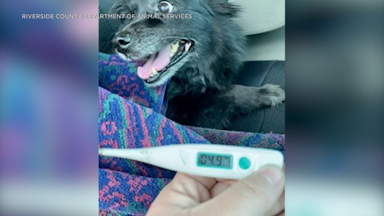 Bystander smashes window to save dog left in car amid triple-digit Palm ...