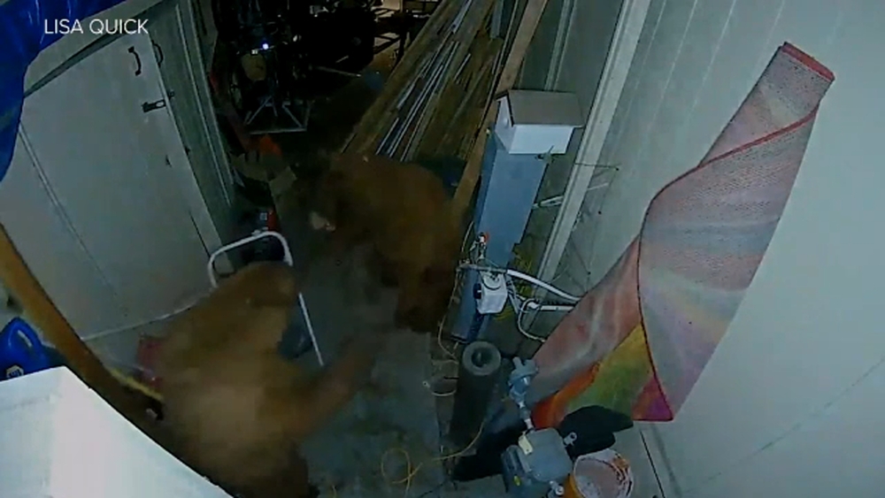 VIDEO: 2 bears viciously attack each other inside resident's carport