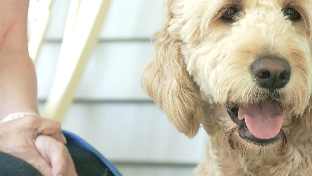These service dogs help kids with disabilities