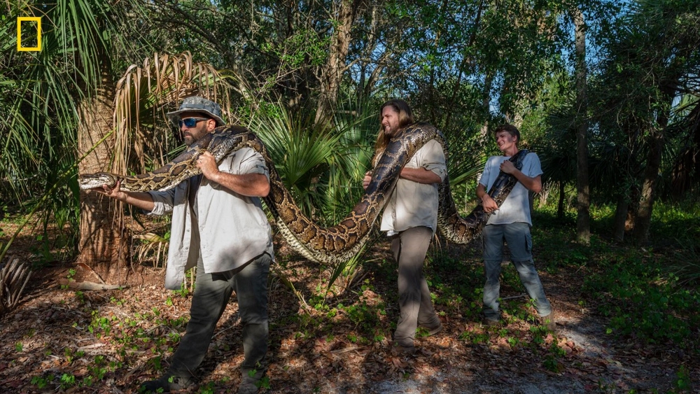 Researchers use scout snake to find record-breaking python