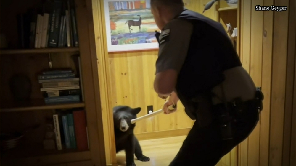 Video of DNR warden removing bear from WI vacation home goes viral