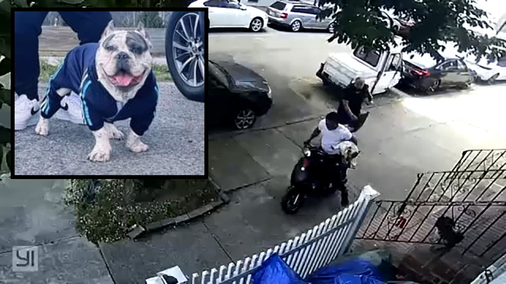 Man on scooter steals dog in Queens