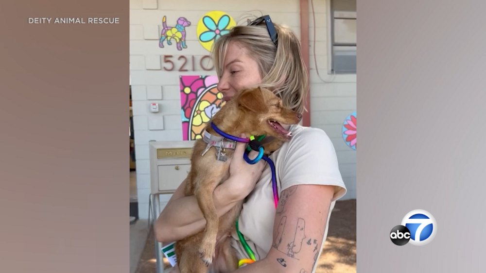 SoCal animal shelters face more overcrowding issues ahead of July 4
