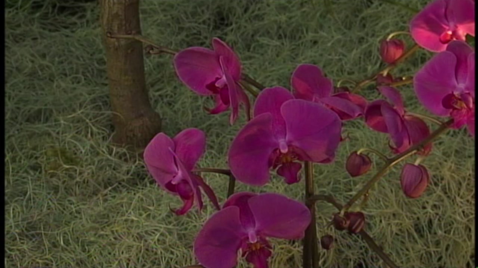 Bay Area LIFE Explore the 64th Annual Orchid Exposition in San