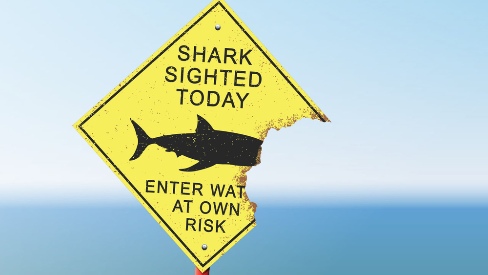 Jersey shore mayor warns that fisherman are luring sharks
