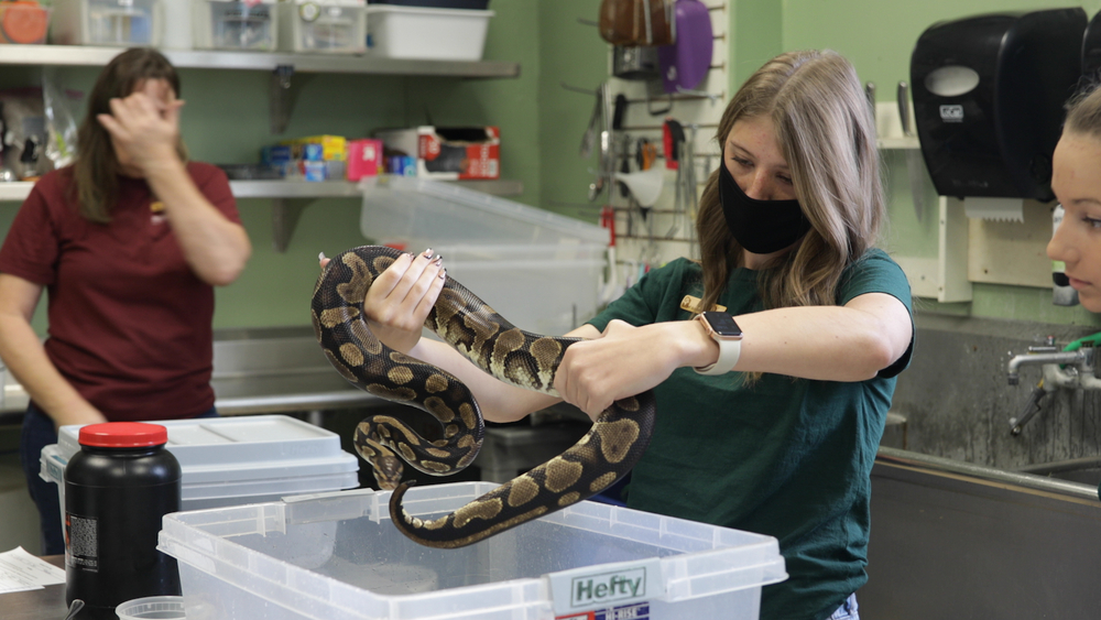 Student-run natural history museum inspires future conservationists