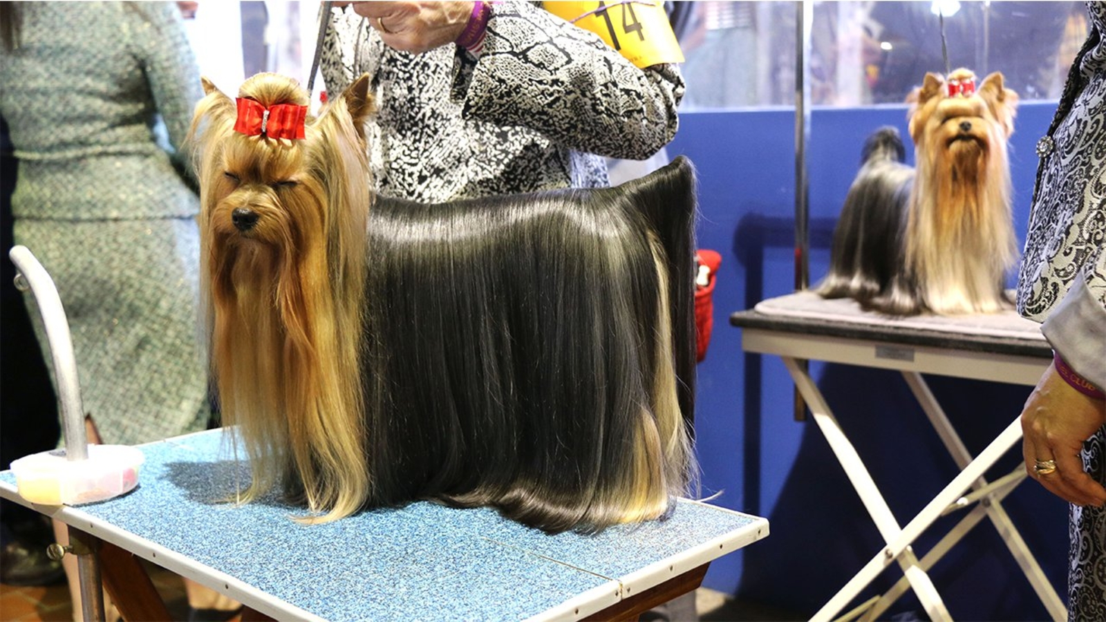 PHOTOS Behind the scenes at the 140th Westminster Kennel Club Dog Show