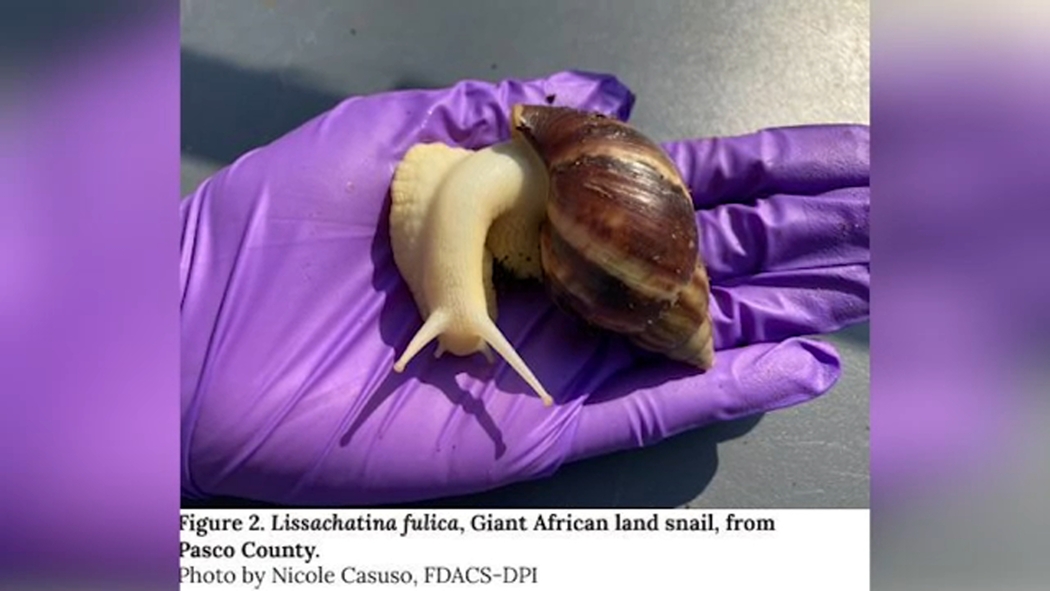 Snail Zoo