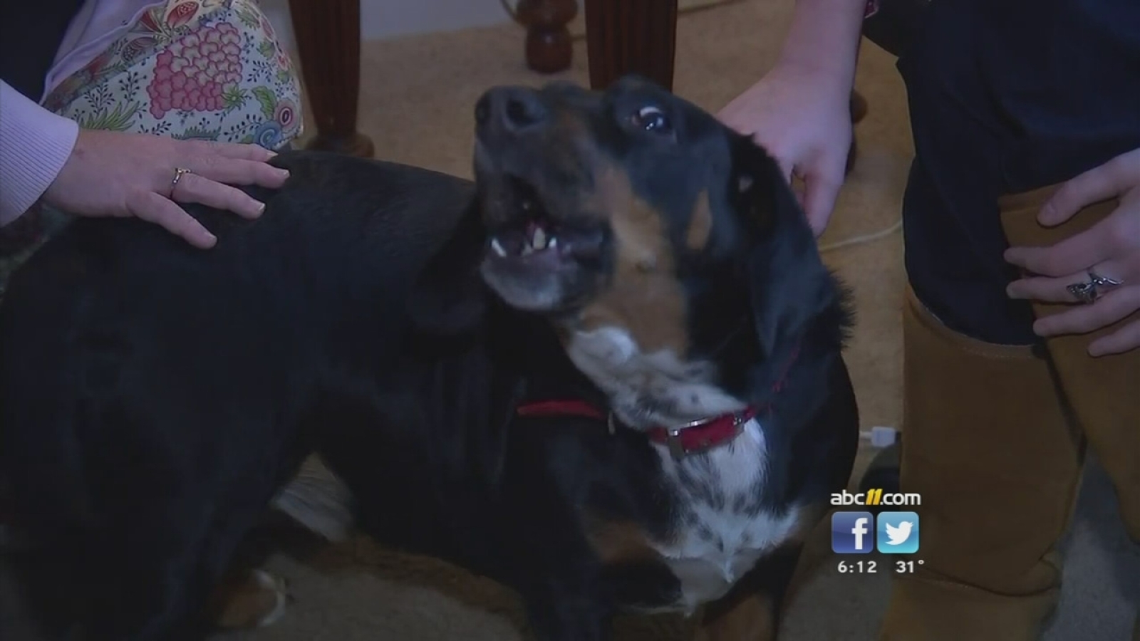 Dog a hero after scaring away intruder in Durham home ABC11 Raleigh