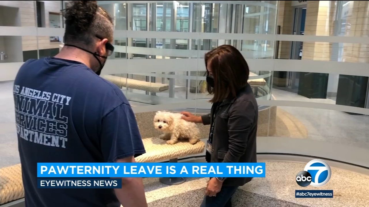 Some employers offering 'pawternity leave' for workers