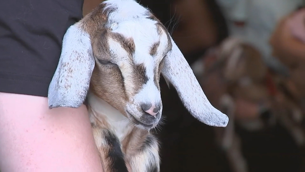 This Pennsylvania farm hosts Goat Yoga for a good cause!