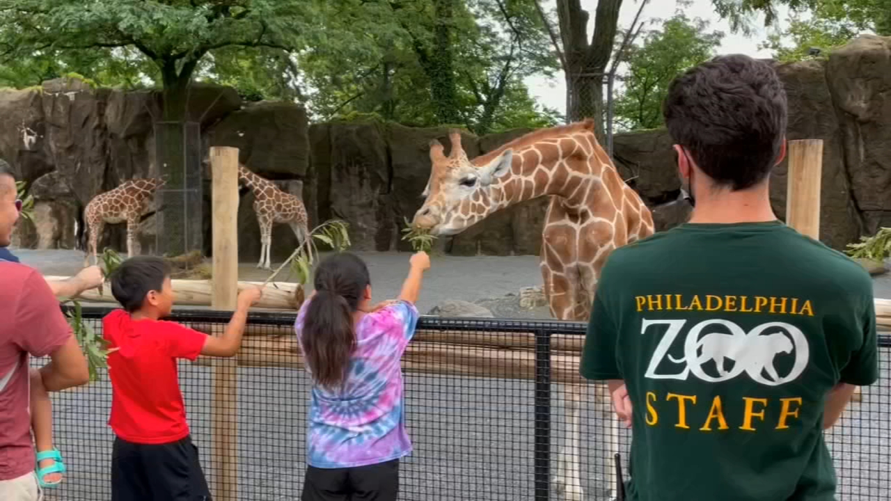 Philadelphia Zoo debuts new giraffe feeding experience