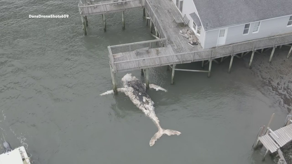 Drone video captures dead humpback whale in South Jersey