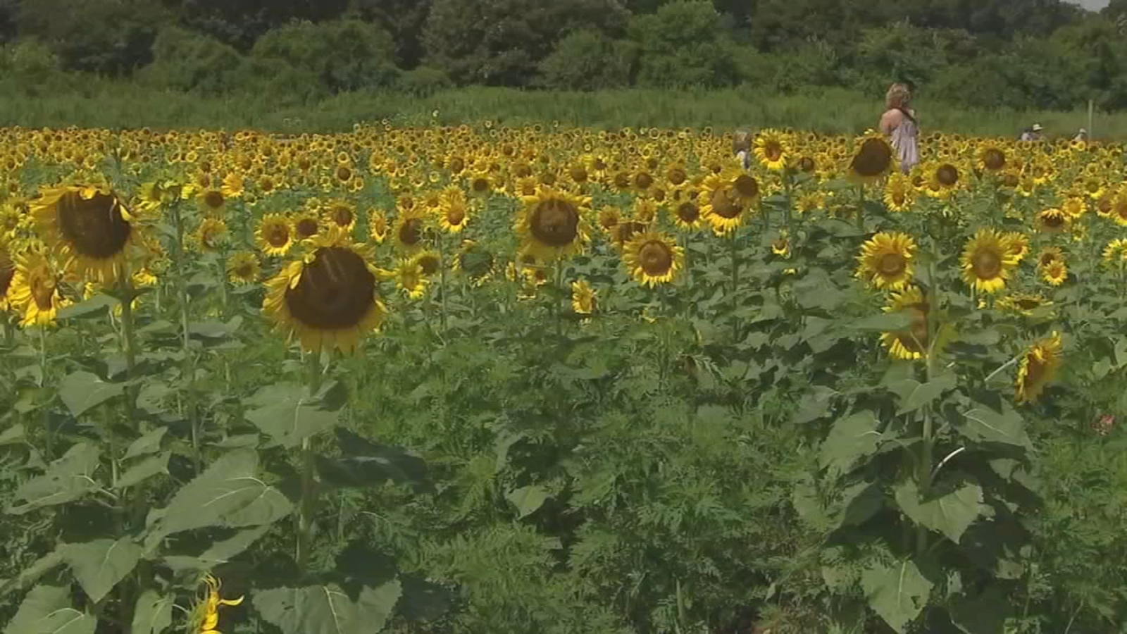 Sunflowers At Dix Park To Reach Peak Bloom Soon Abc11 Raleigh Durham