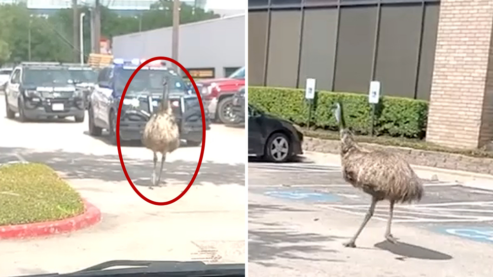Police chase down emu seen wandering through Greenspoint area