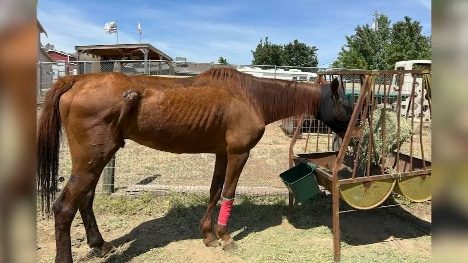 Fresno couple rescues abused horse, accepting donations for food