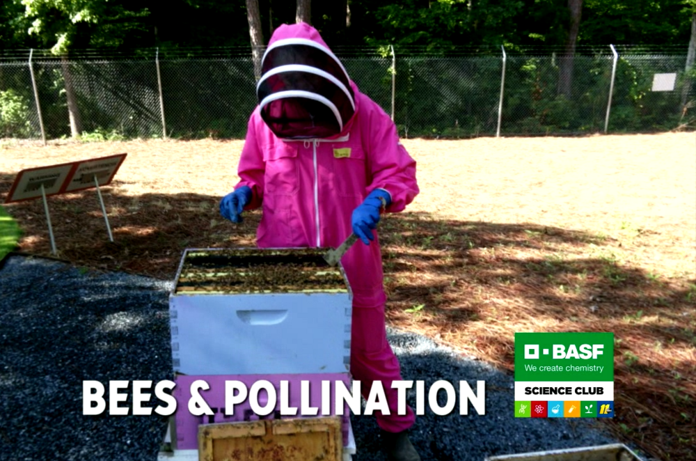 BASF Science Club: Bees and Pollination