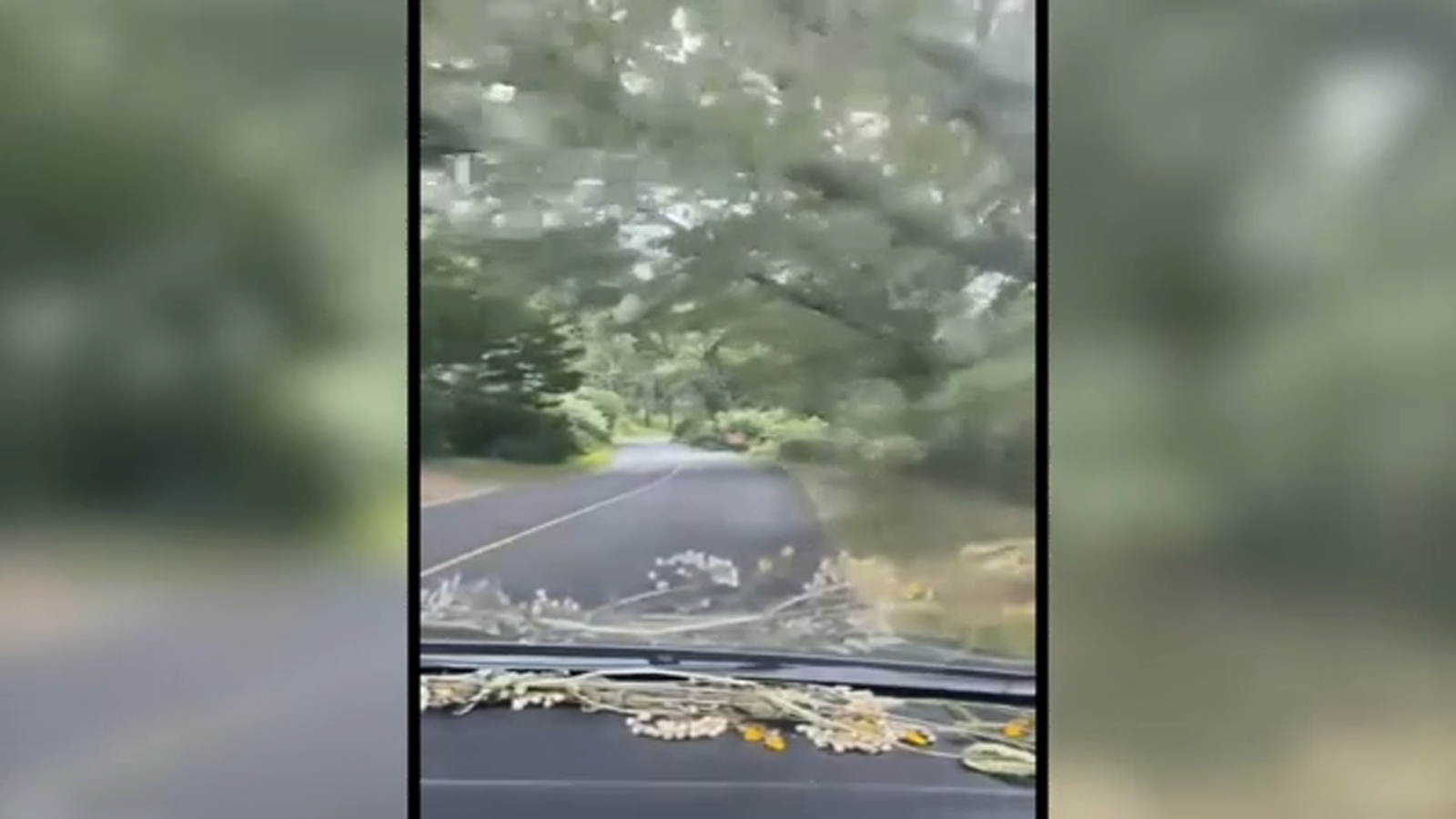 Video shows falling tree that killed FDNY firefighter at the Biltmore